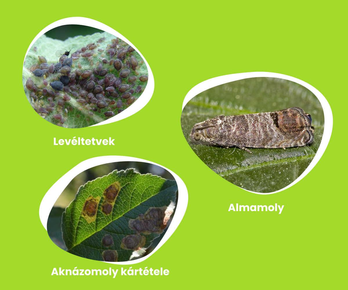 Az alma rovarkártevői