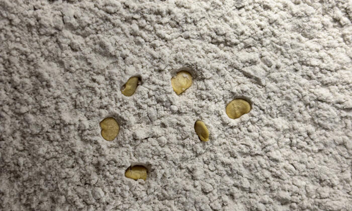 Helyezzük a magokat az amazonba