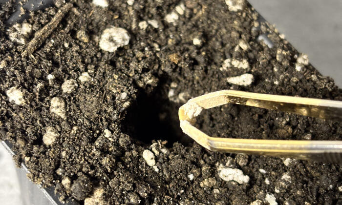 Tegyük a magokat a palántaföldbe