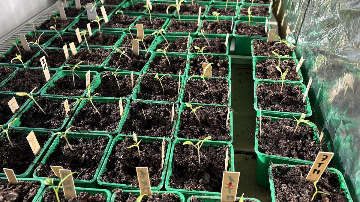 Fénytükör a palántákank