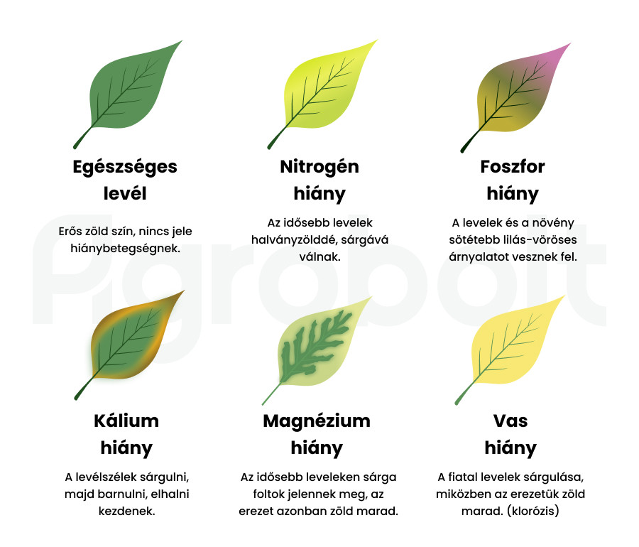 Hiánytünetek levélen