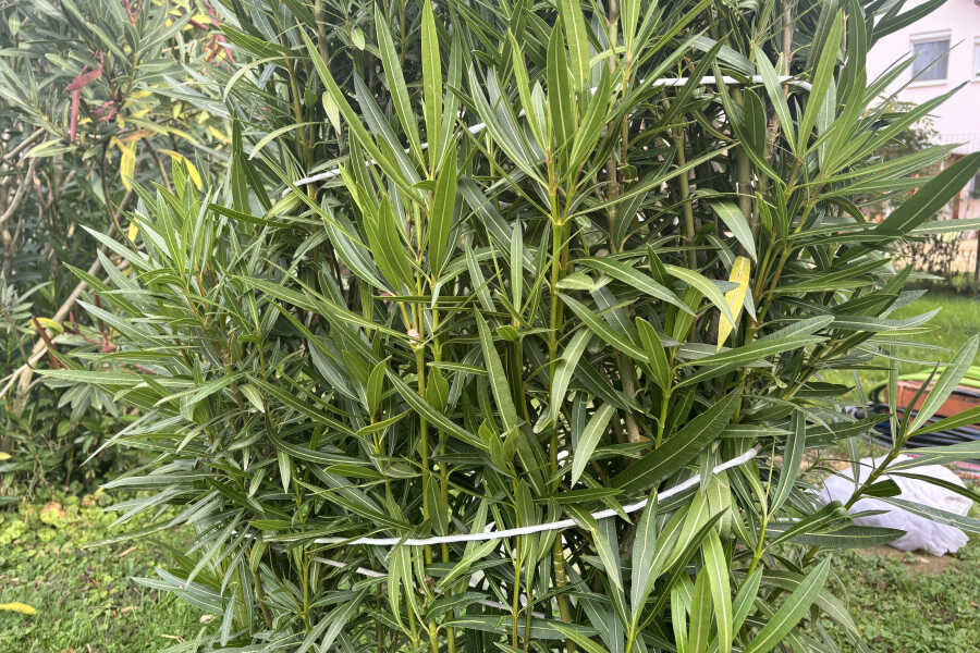 Lenader összekötése