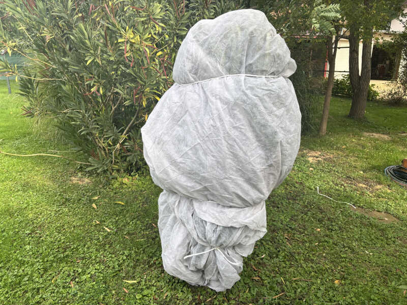 Leander teleltetése fáytolfóliában