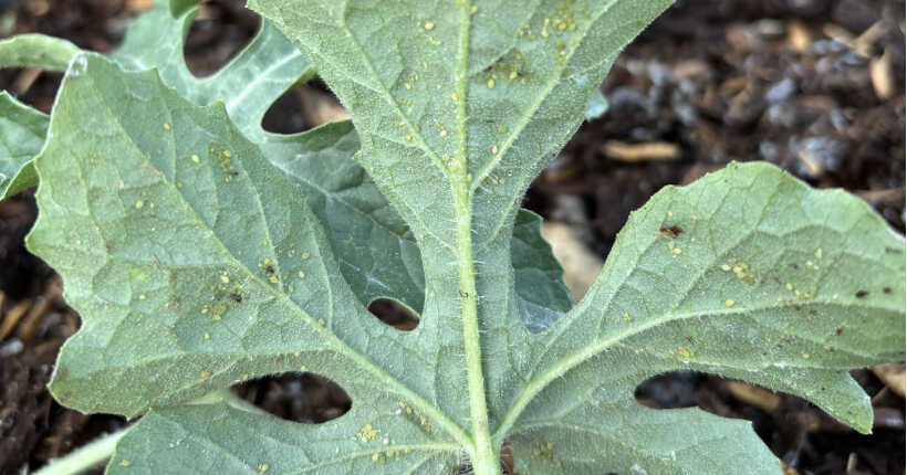 Levéltetvek a dinnye levelén