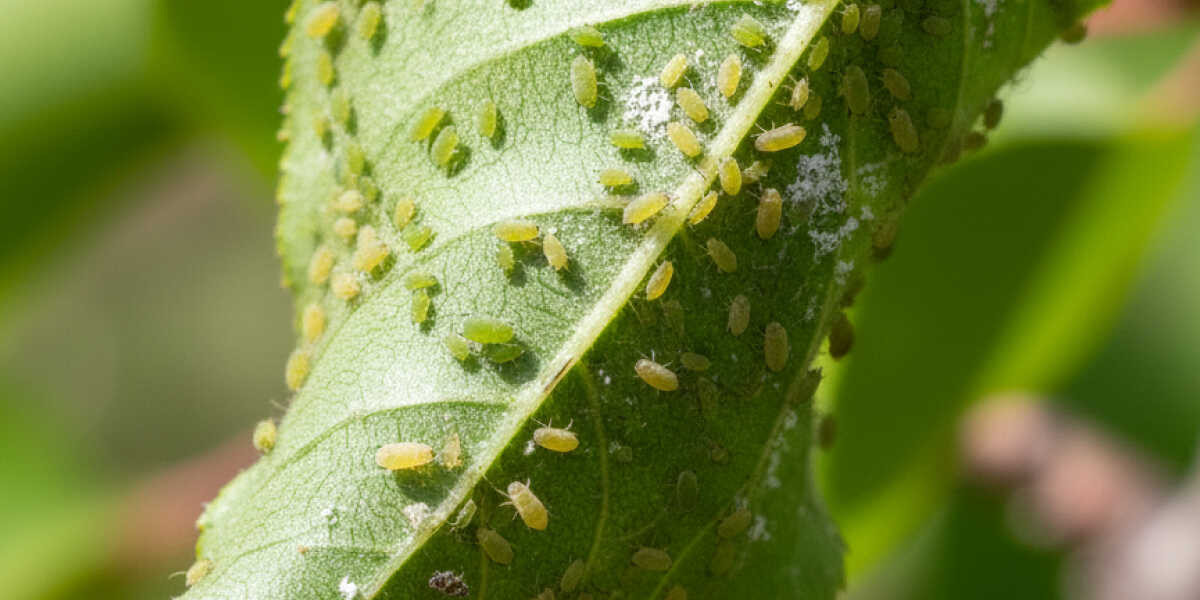 Levéltevek makró fotó