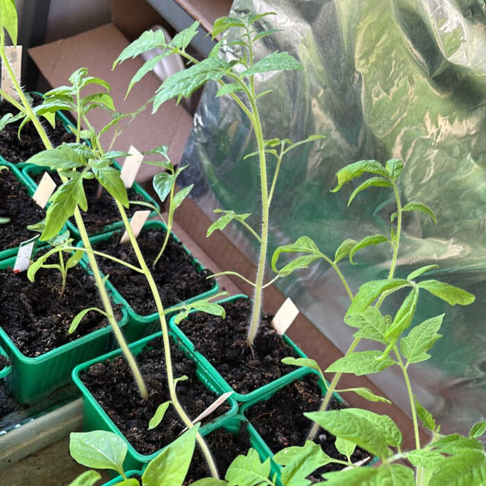 Megnyúlt paradicsom palánták