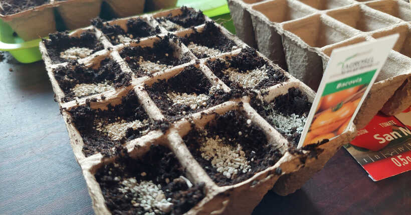 Mikorrhiza gomba használata paradicsomnál