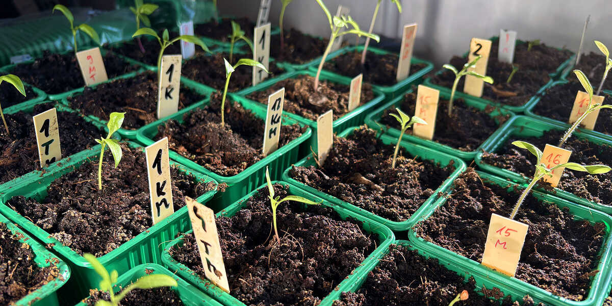 Palánták házi palántaföldben