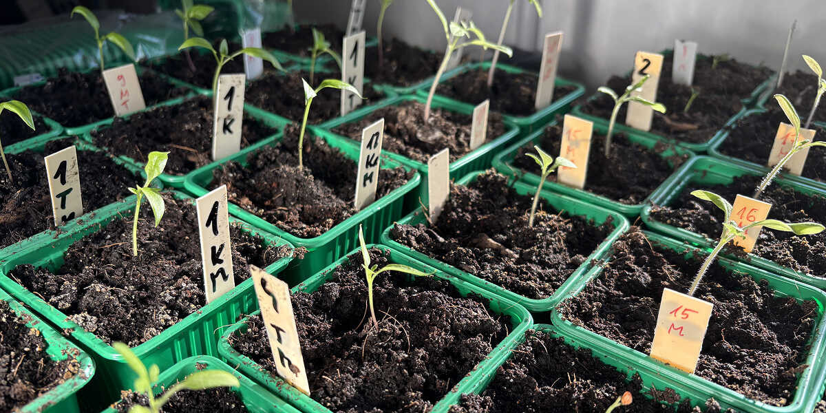 Paprika palánták jelölése