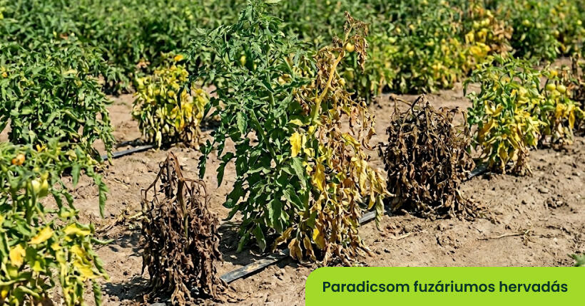 Paradicsom fuzáriumos hervadás