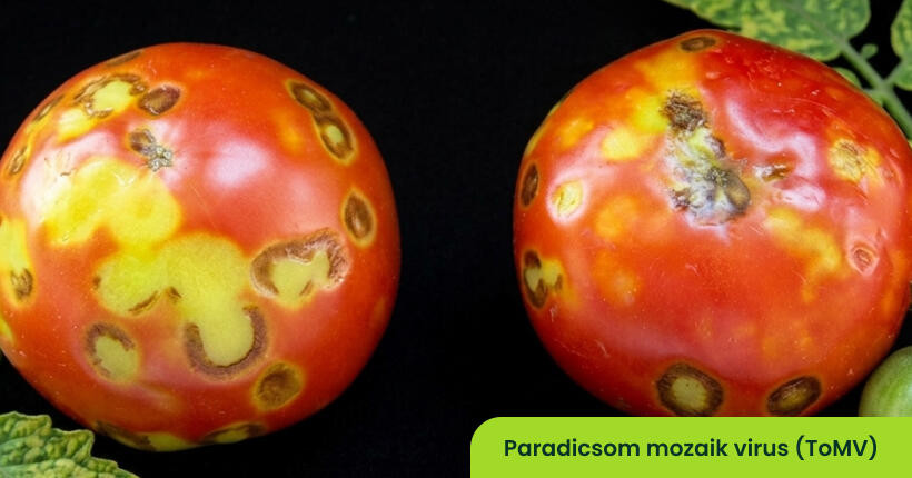 Paradicsom mozaik vírus (ToMV)