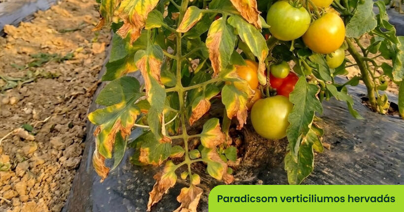 Paradicsom verticiliumos hervadása