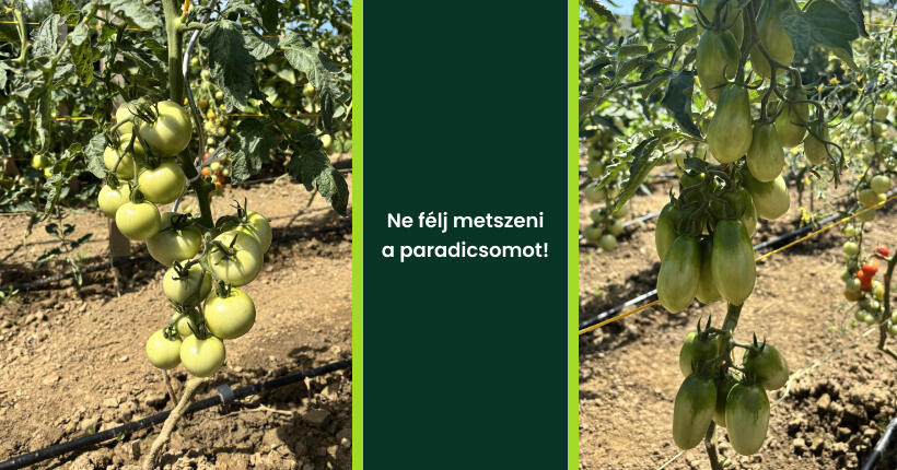 Paradicsomok metszése