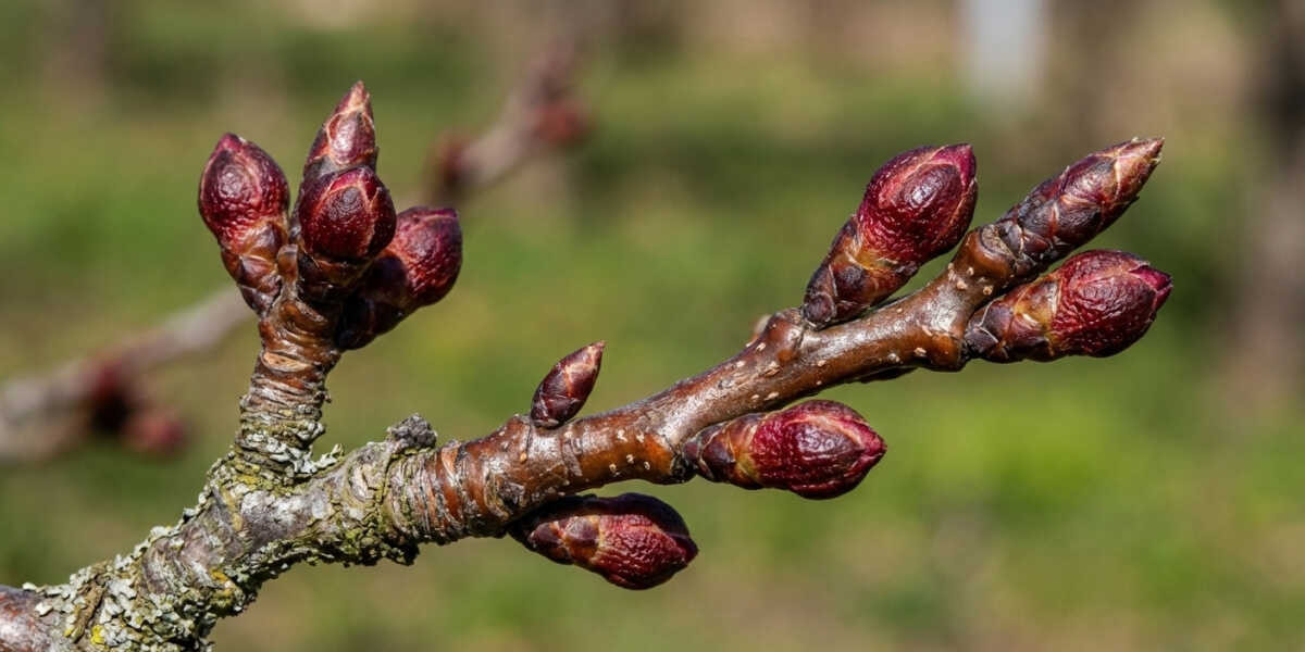 Rügyek, rügypattanás előtt