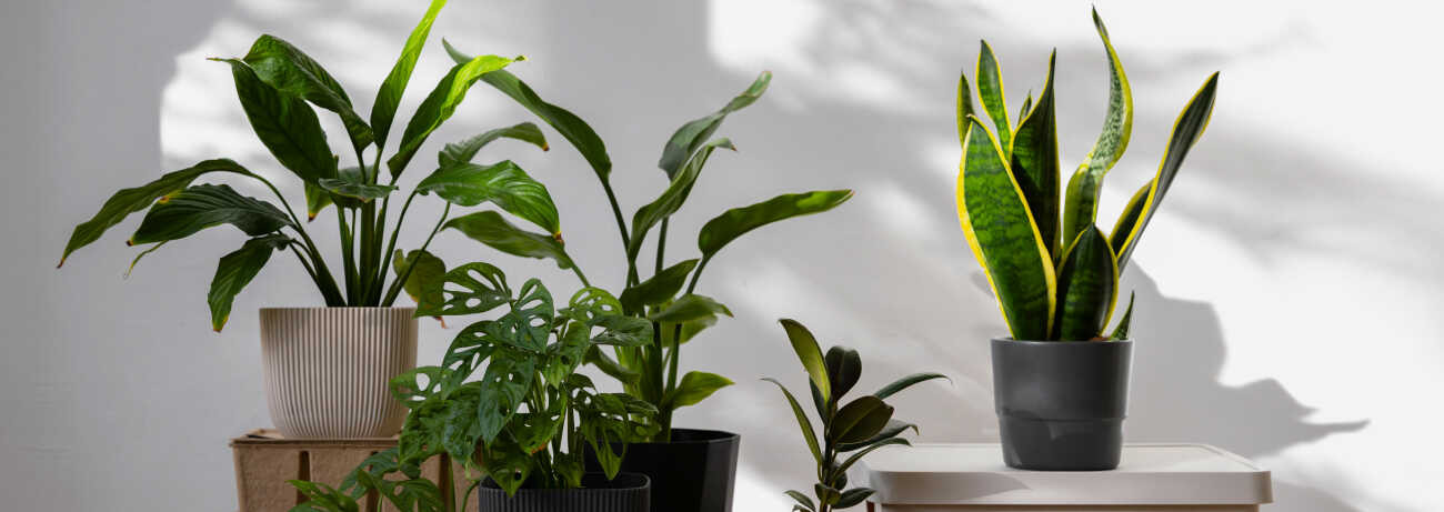 Szobanövények kezelése télen