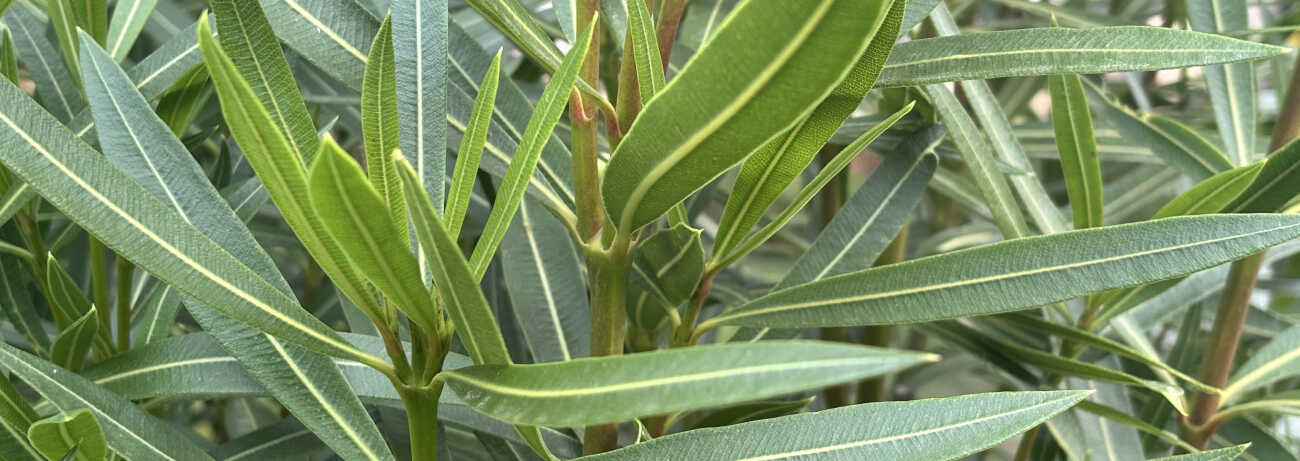 Teleltetett növények védelme