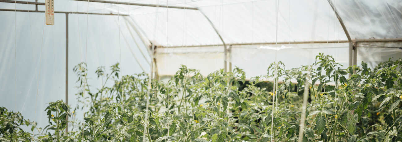 Téli növényvédelem fóliában