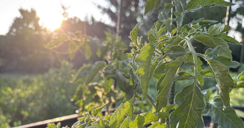 Paradicsom palánta kiültetve júniusban