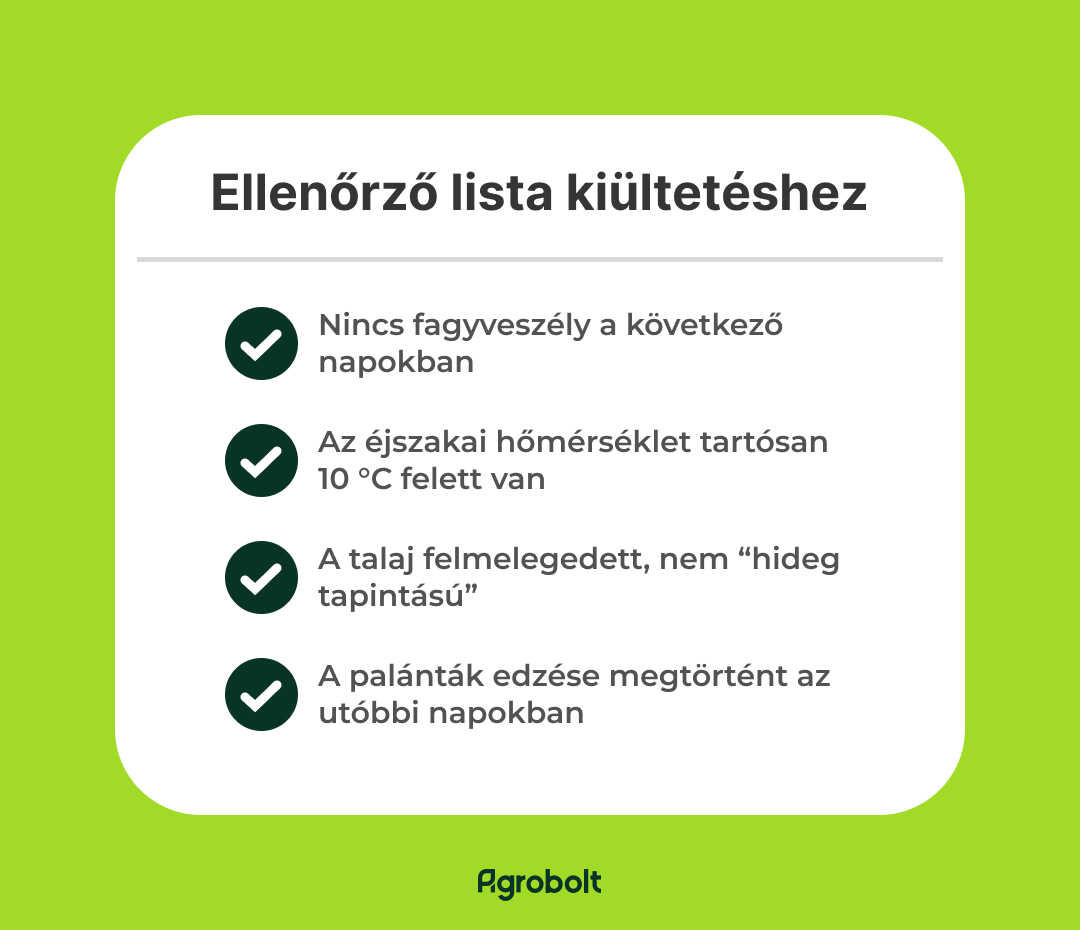 Paradicsom palánta kiültetése ellenőrző lista