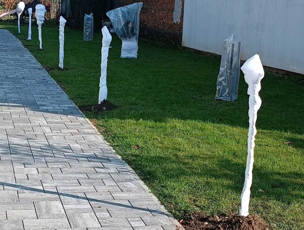 Teleltetett rózsafák