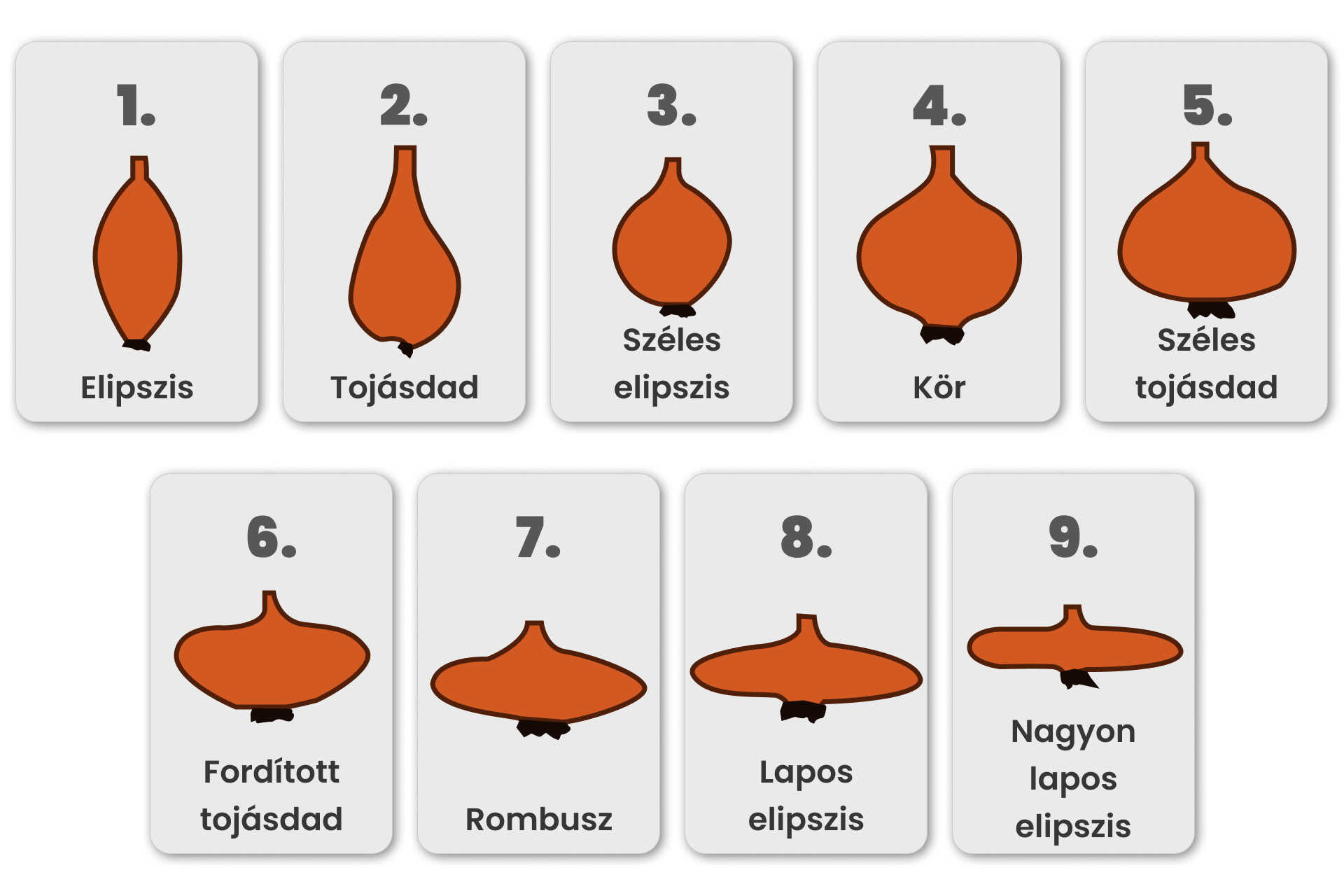 Hagyma termésének alakaji