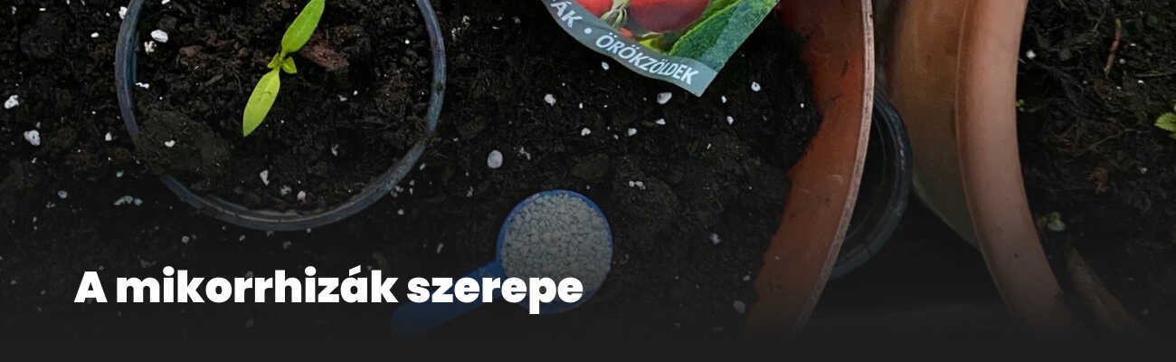 Mikorrhiza gombák szerepe a palántanevelésben