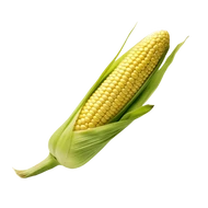 Csemegekukorica vetőmagok