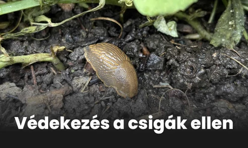 Csigák elleni védekezés a kertben