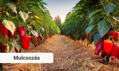 A hatékony mulcsozás