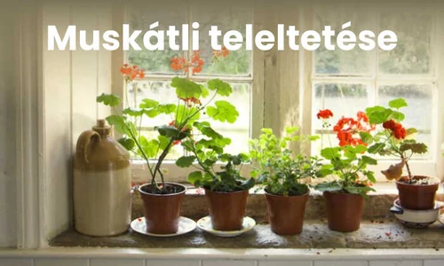 Muskátli teleltetése