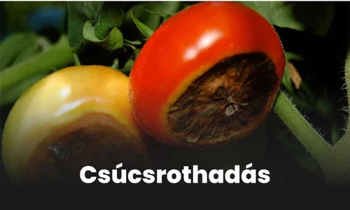 Paprika és paradicsom csúcsrothadás: hogyan előzd meg és kezeld?