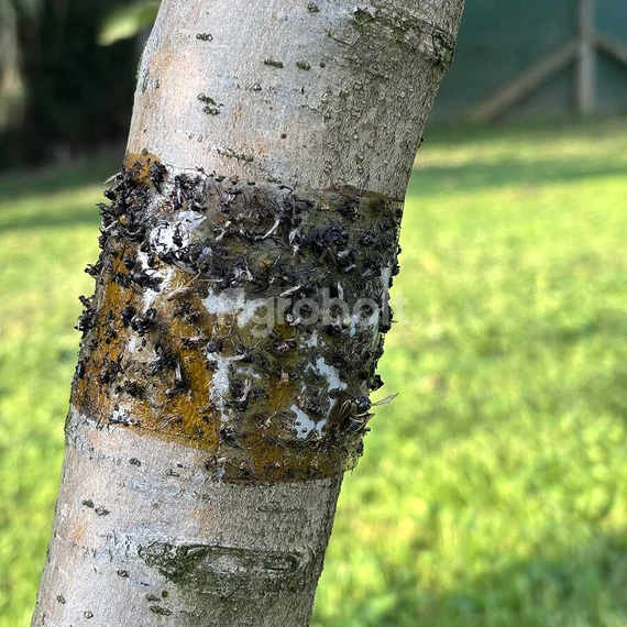 Rovarfogó ragadós csíkcsapda - 5m