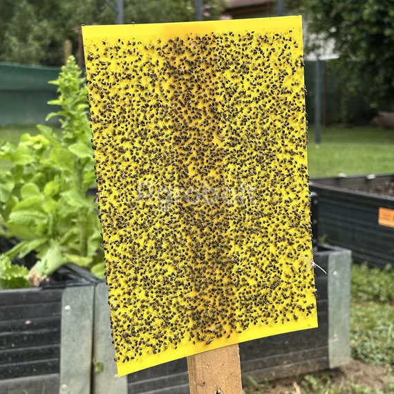 Plantella rovarfogó sárga lap használatban