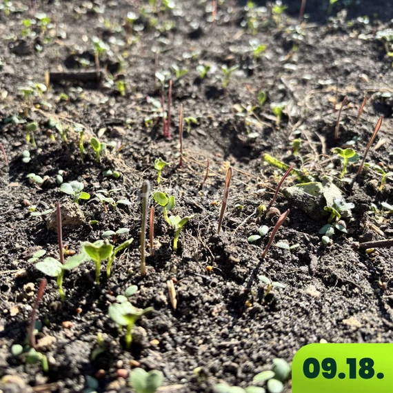 Talajtakaró vetőmag vetés után pár nappal