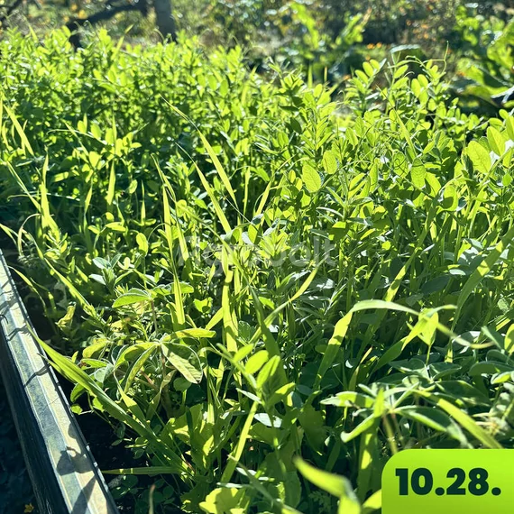 Talajtakaró vetőmag 6 hét után