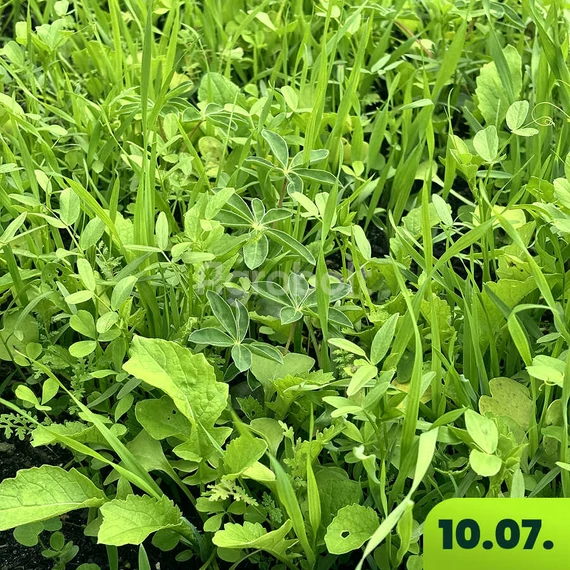 Talajtakaró vetőmag 3 hét után