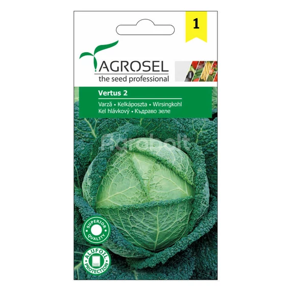Kelkáposzta vetőmag Vertus 2 - Agrosel - 74054