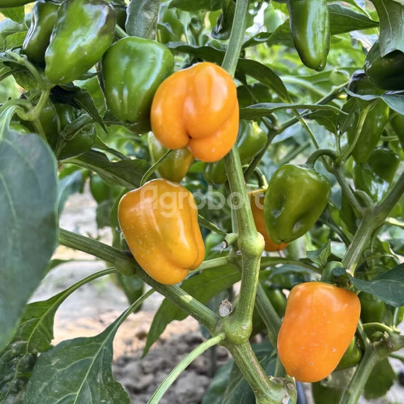 Snack paprika Minion