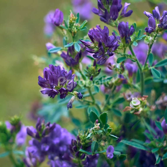 Lucerna vetőmag Szarvasi AS-3