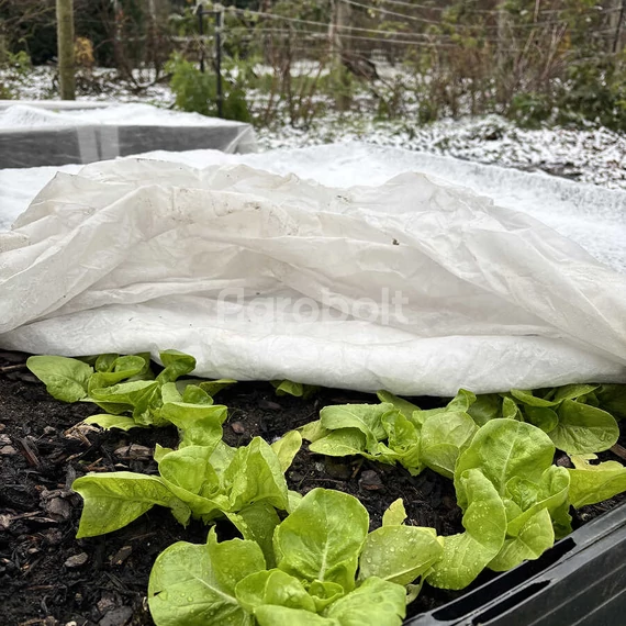 Helmut áttelelő saláta december elején