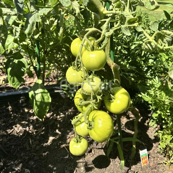 Bacovia paradicsom zöld bogyói