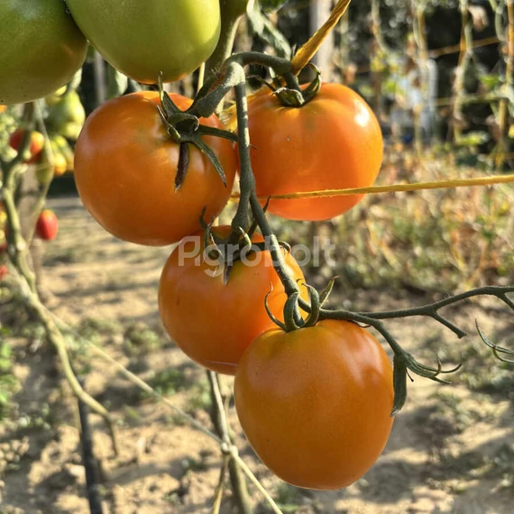 Bacovia paradicsom narancssárga bogyói