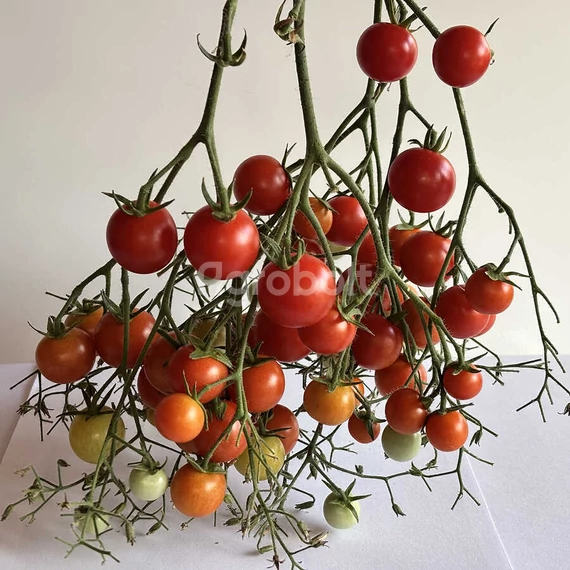 Drops paradicsom termése