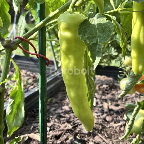 Rapires F1 paprika termése 2025-ben