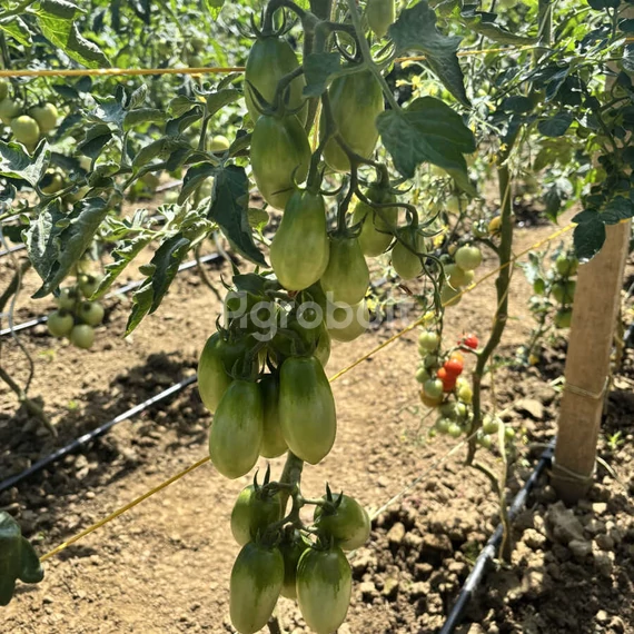 San Marzano paradicsom zöld bogyói