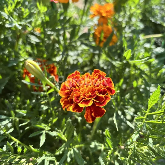 Törpe bársonyvirág