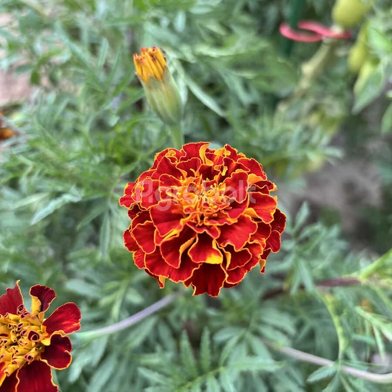 Törpe bársonyvirág