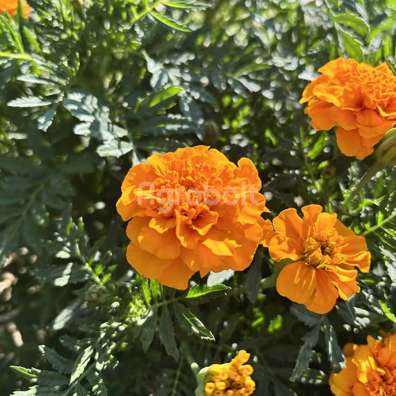 Törpe bársonyvirág