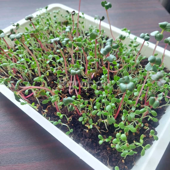 Mikrozöldek kókuszrostban nevelve