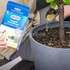 Kép 2/2 - Citrus és mediterrán növény trágya - Substral Osmocote